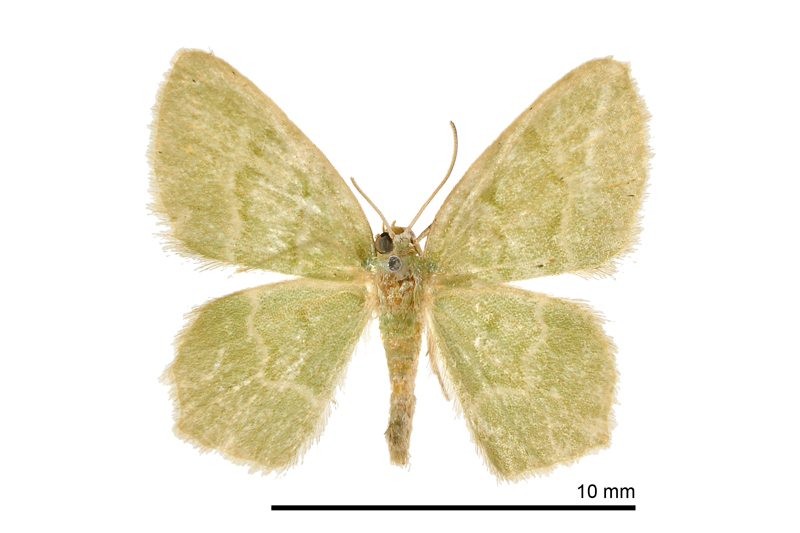 Idiochlora minuscula Female